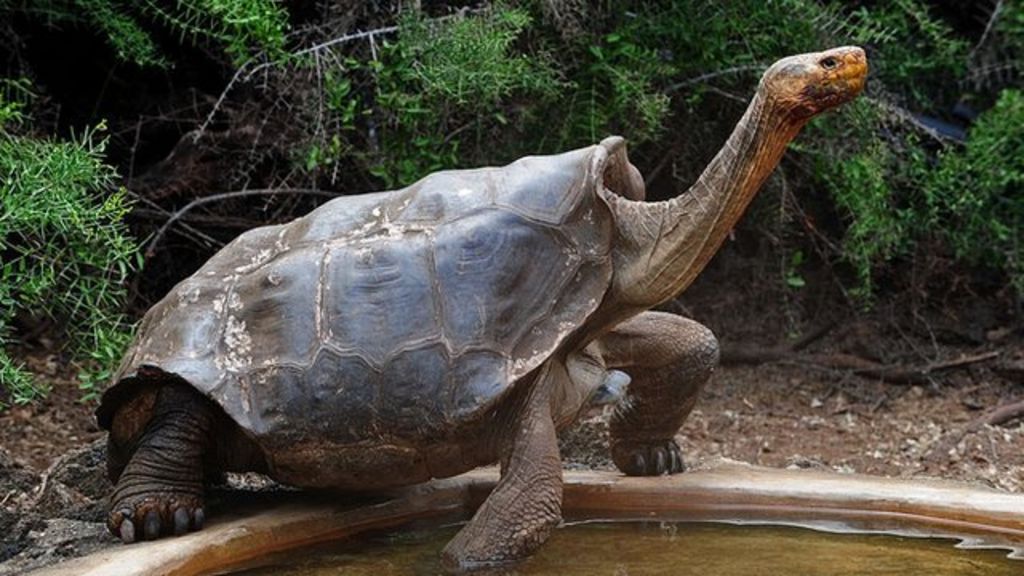 The tortoise that has saved his species from extinction