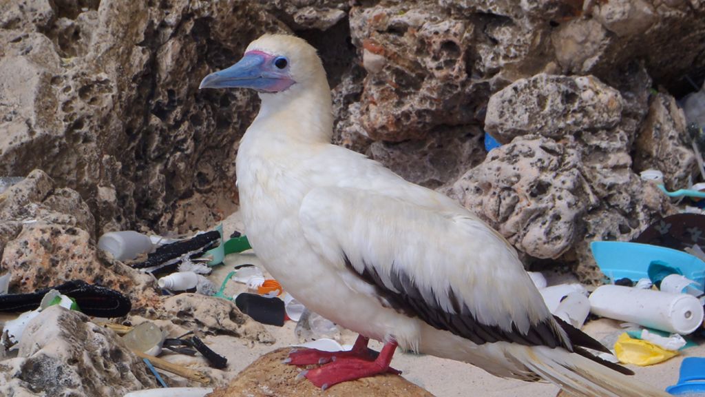 Seabirds 'blighted by plastic waste'