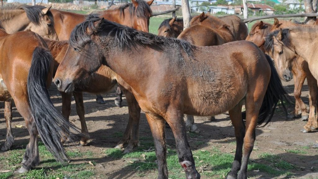 Concern over dwindling number of rare Indian polo ponies