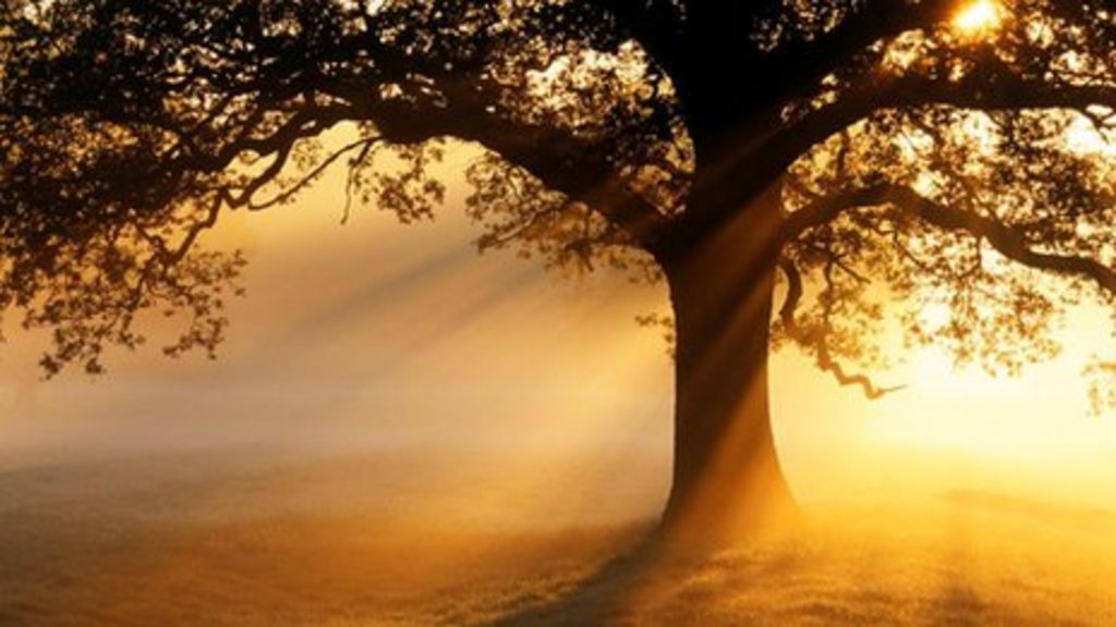 'Wrong type of trees' boost warming