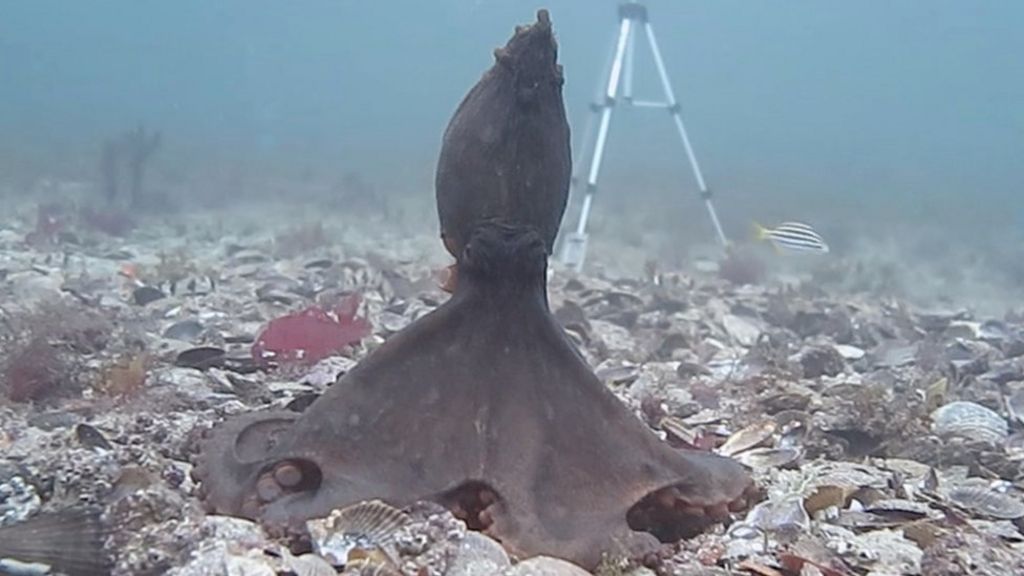 Octopus colour change 'is social tool'