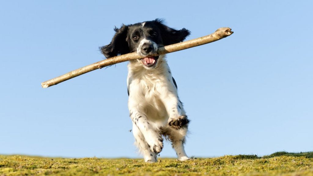 Who, What, Why Is it dangerous for dogs to fetch sticks? BBC News