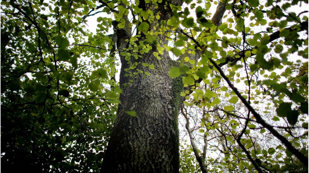 Ash tree set for extinction in Europe BBC News