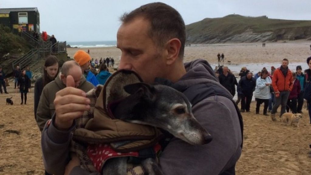 Walnut the whippet takes final 'walk' in Cornwall - BBC News