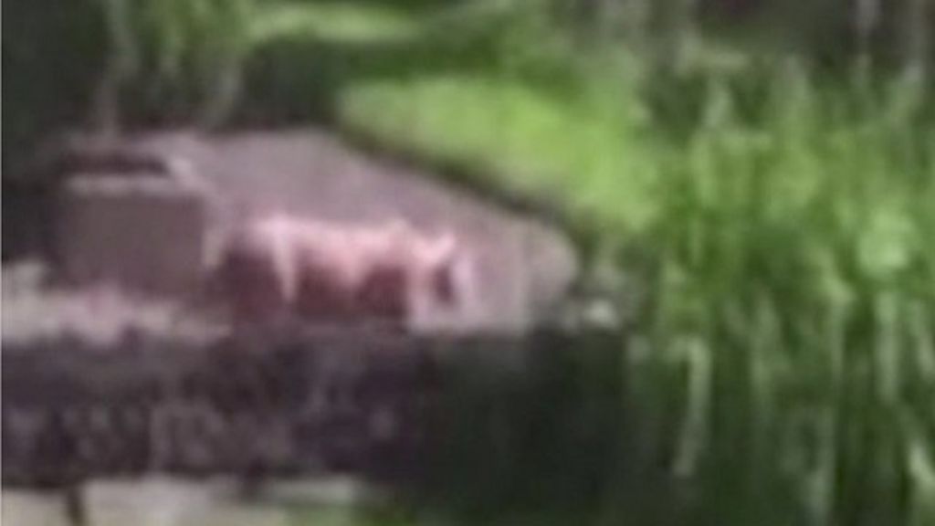 VIDEO: Massive hunt for 'lion' in Milwaukee