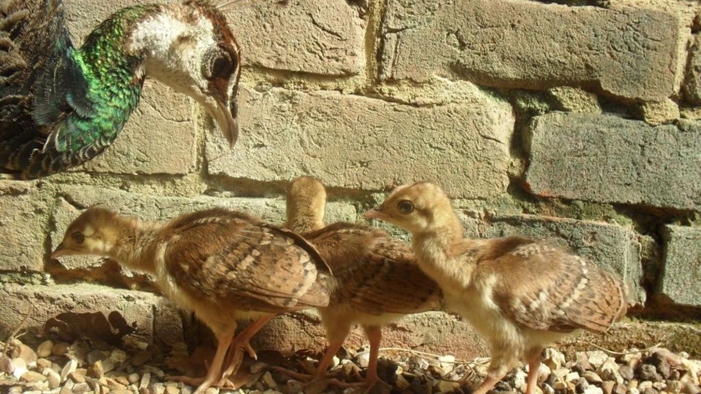 Warwick Castle welcomes first baby peacocks in four years