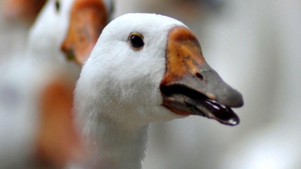 Bird flu case at Martin Mere reserve near Ormskirk