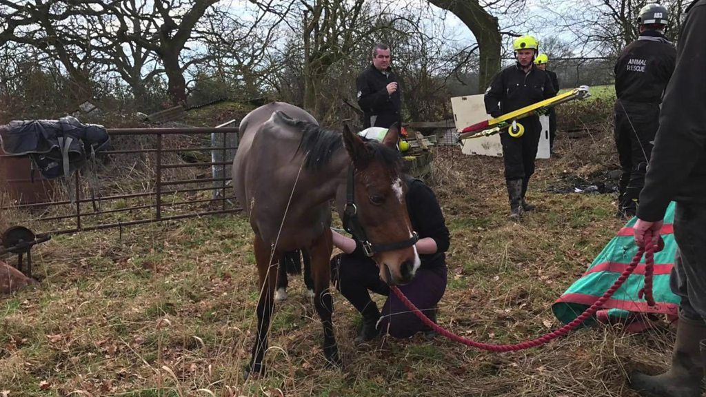 Horse rescued in Warwickshire after falling through roof
