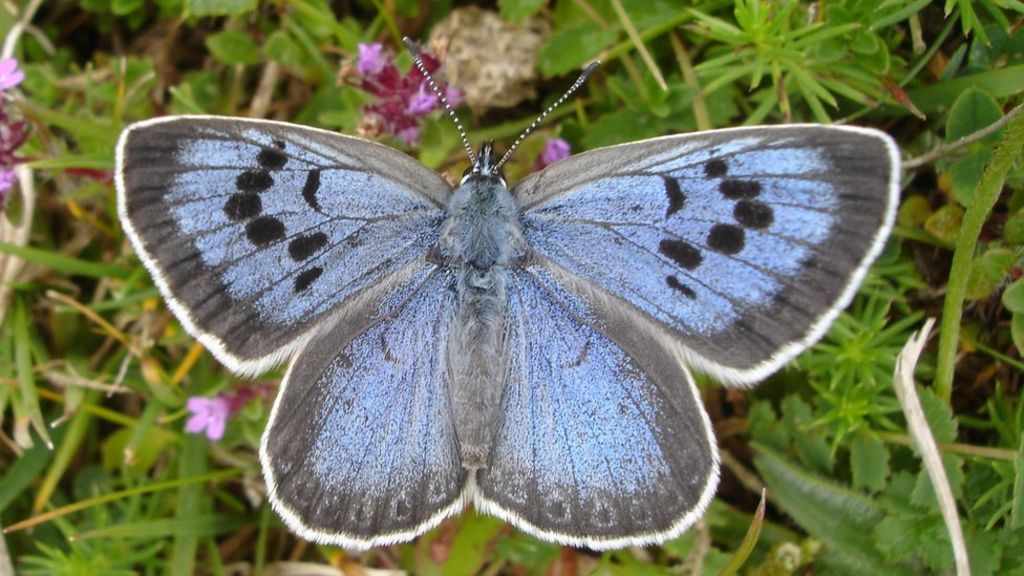 man-guilty-of-capturing-and-killing-uk-s-rarest-butterfly-bbc-news