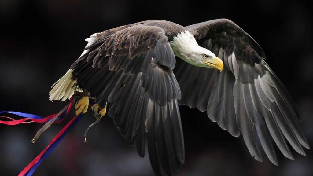 Fan 'threw punch' at Crystal Palace bald eagle