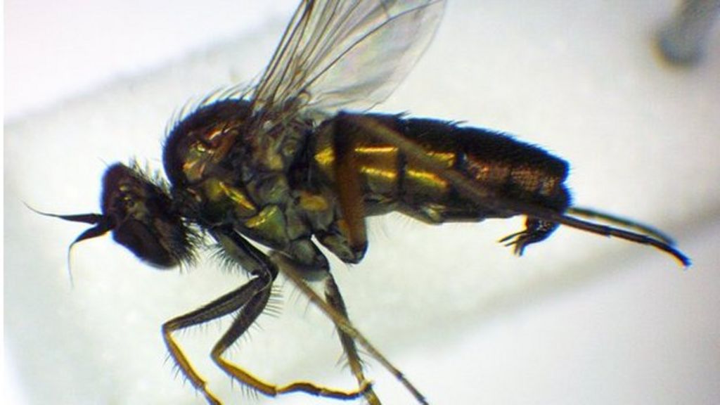 'Extinct' fly found in nature reserve