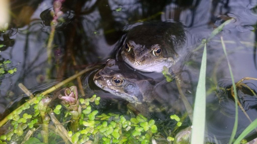 Cruelty concern frogs at Merrivale Model Village found to be mating