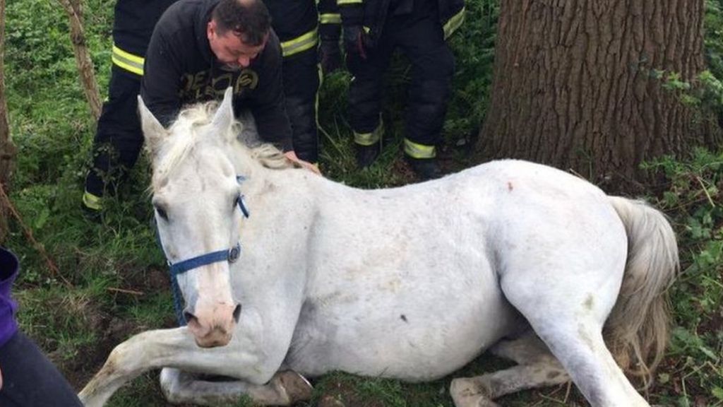 London Fire Brigade spends £202k per year saving animals