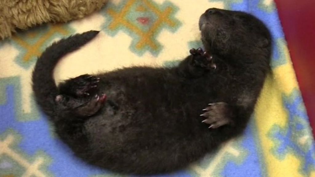 VIDEO: Baby otters found at Florida home