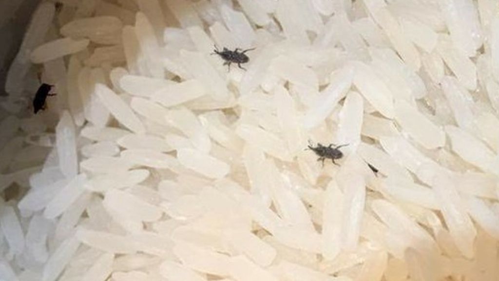 blackburn-woman-finds-30-bugs-in-tesco-bag-of-rice-bbc-news