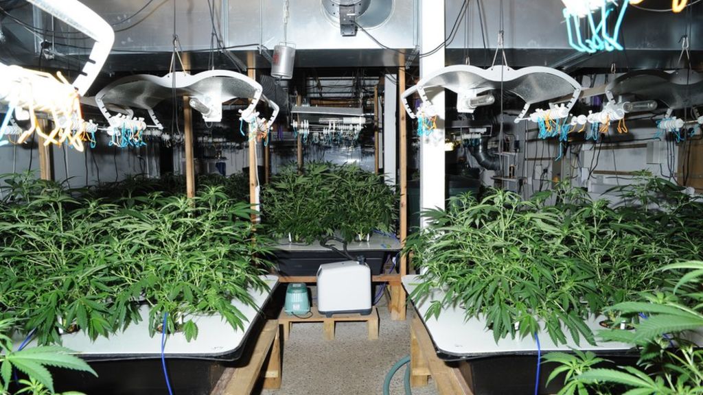 Two men jailed over cannabis factory hidden by bales of hay