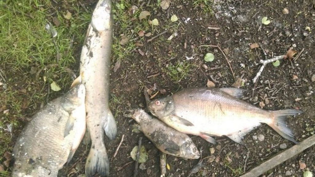 Farington Lodges lake closed after thousands of fish found dead