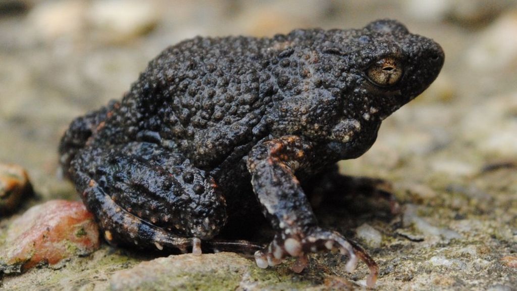 Frog foam could deliver drug therapy