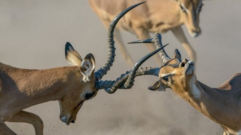 Conflict and survival: Biology photo award