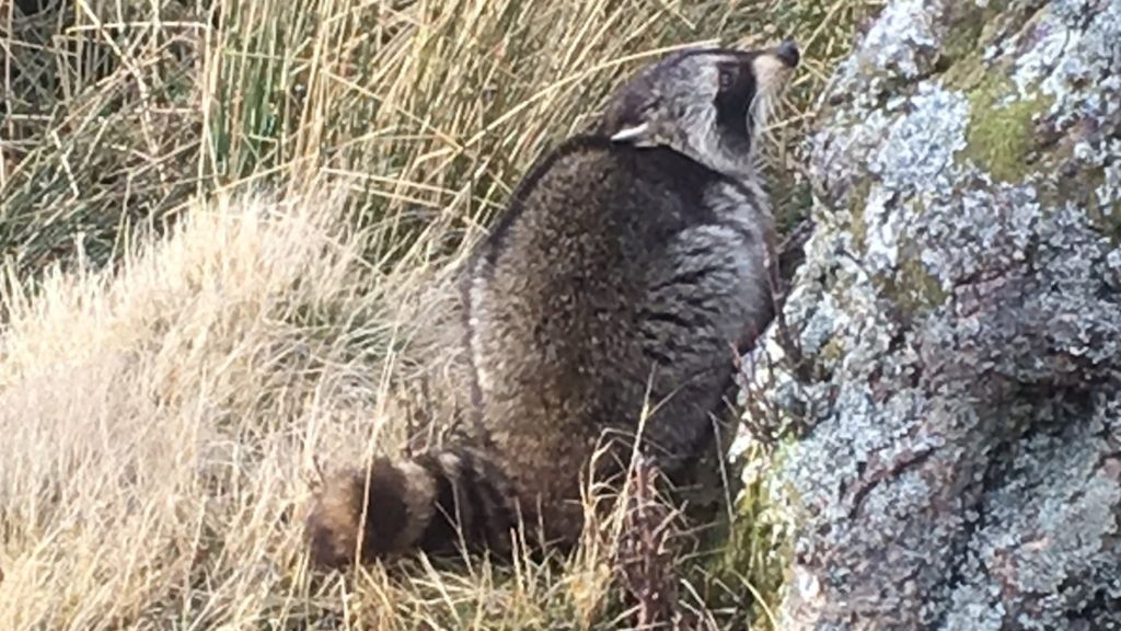 Bid to trap raccoon loose in Highlands