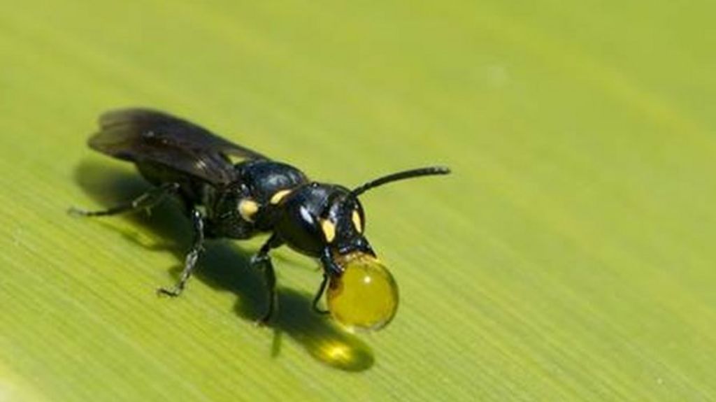 Action needed to 'future-proof' pollinators