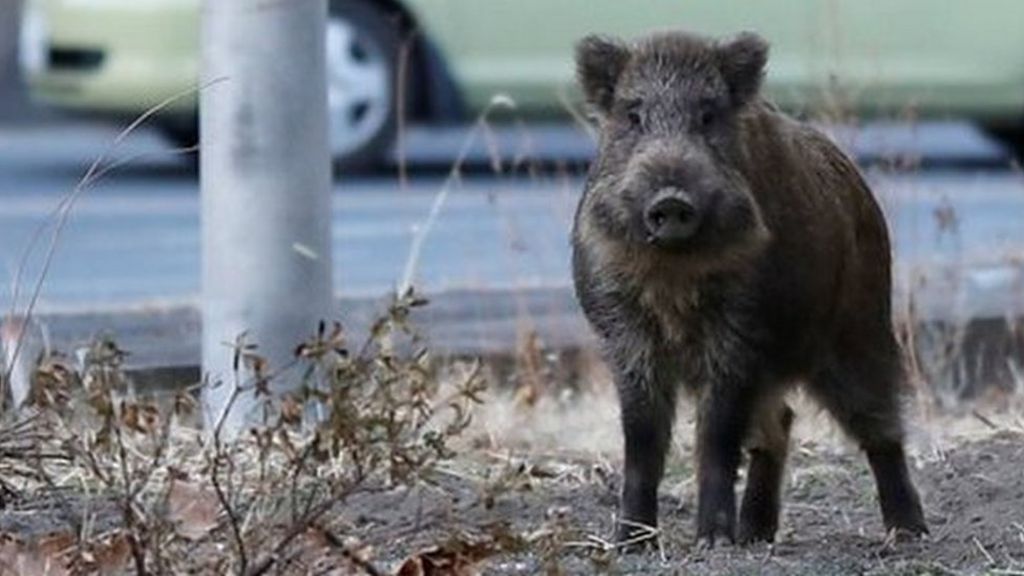 fukushima-wild-boars-take-over-japan-s-evacuated-towns-bbc-news