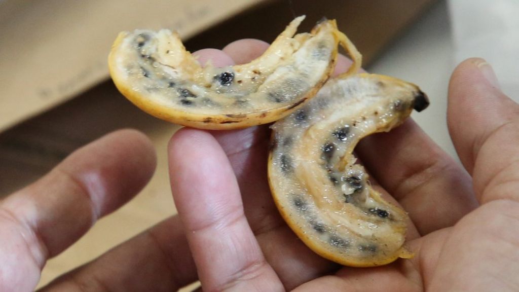 Go wild to protect food security