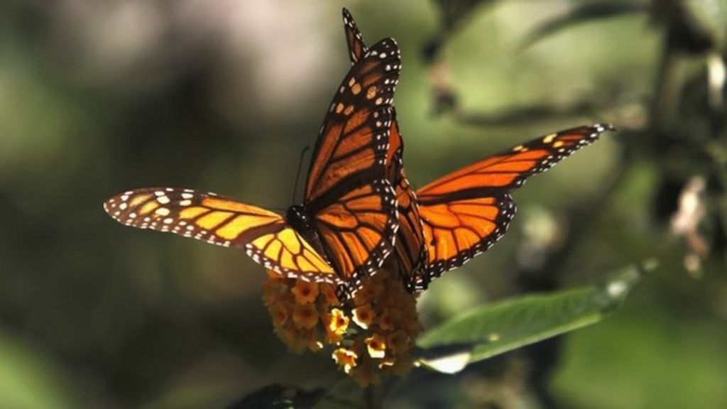 VIDEO: Rise in butterfly numbers 'inspirational'