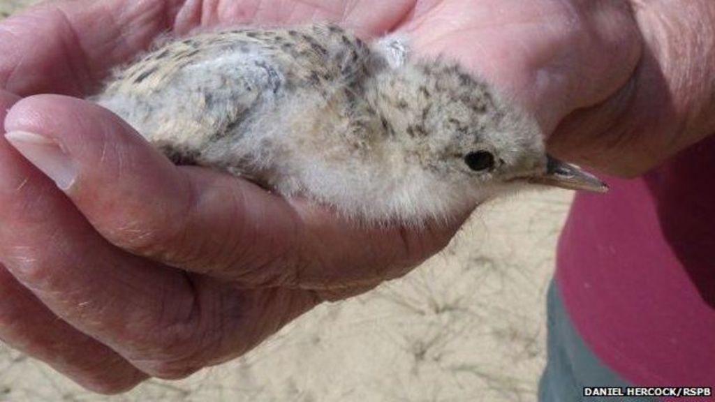 Drop in little terns numbers concerns RSPB