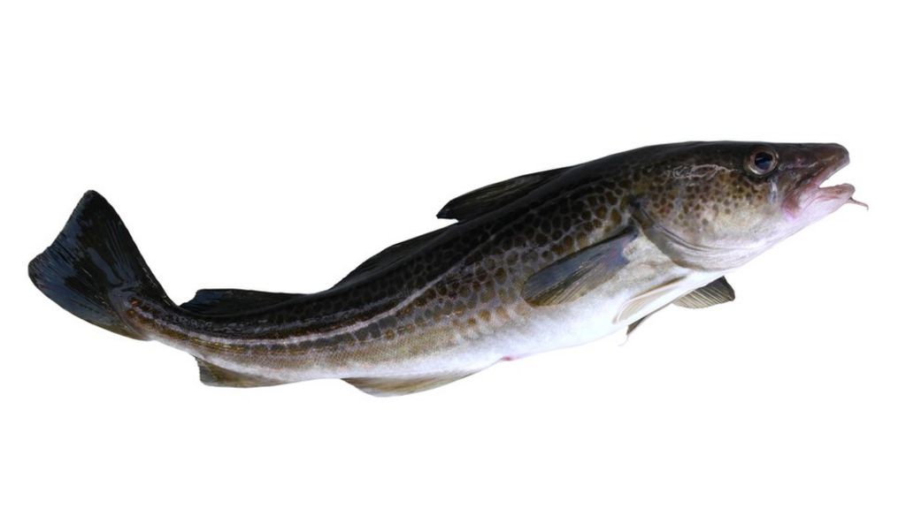 UK's chatty fish to be recorded