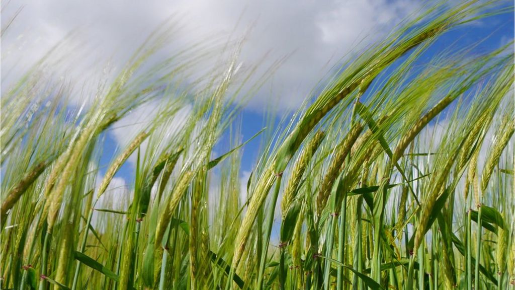 Ancient barley DNA gives insight into crop development