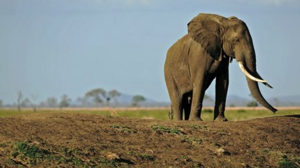 CITES species body rejects process for ivory sales