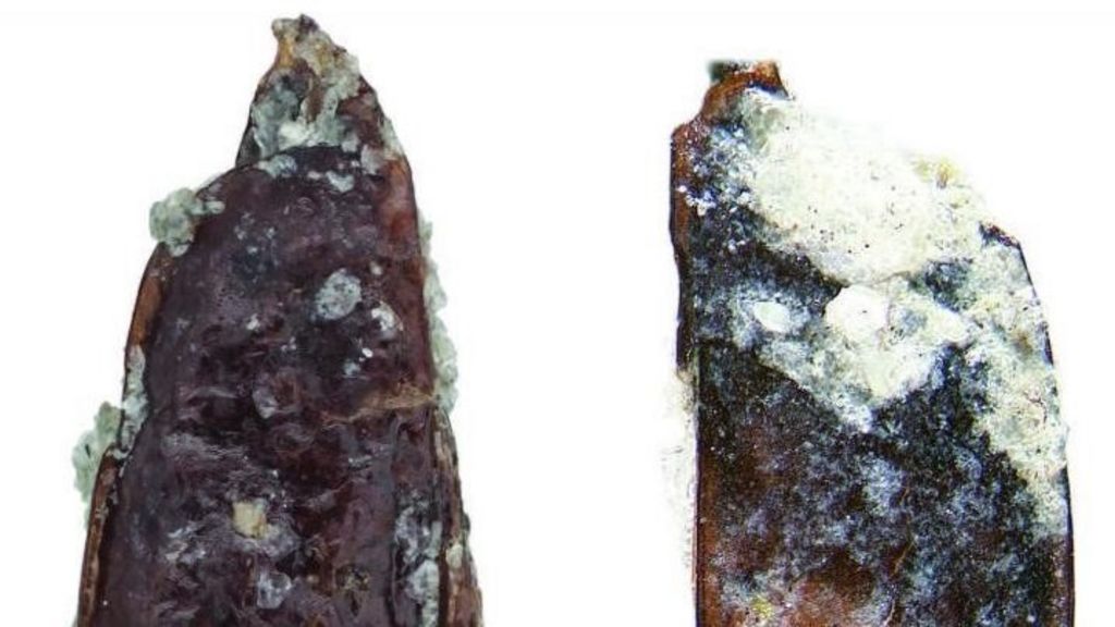 Rare Antarctic beetle find delights