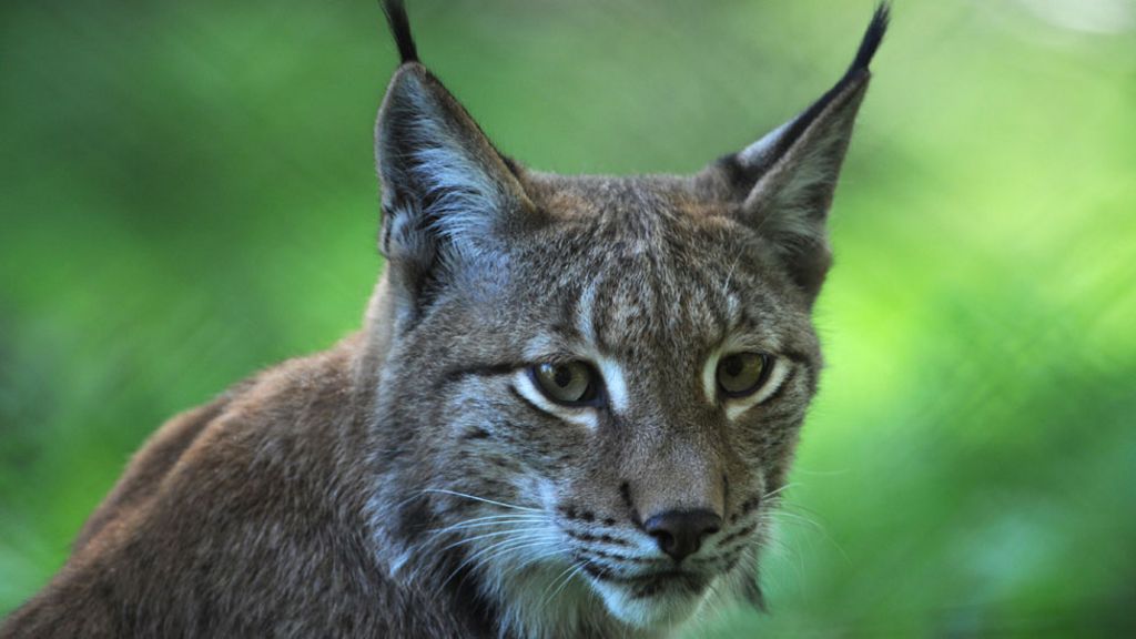 The return of the lynx
