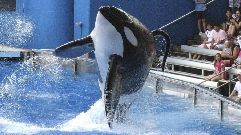 SeaWorld to stop breeding orcas
