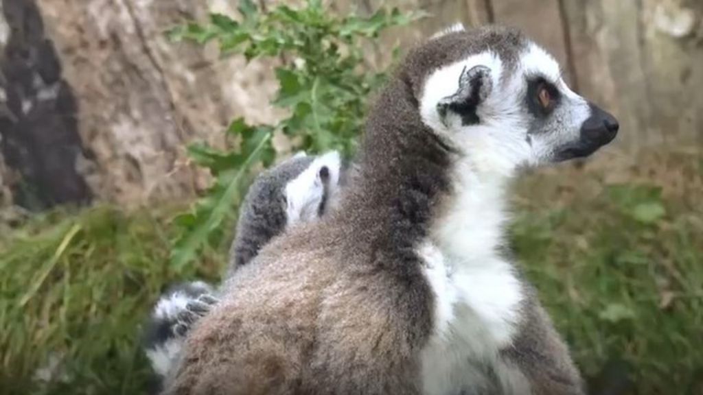 Cotswold Wildlife Park has 'booming' summer