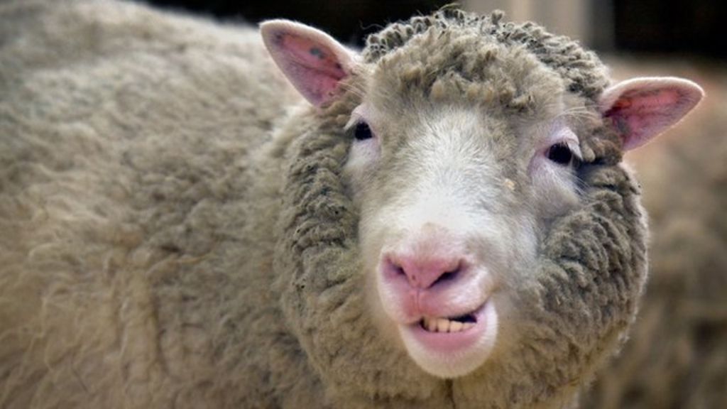 Ewe win again