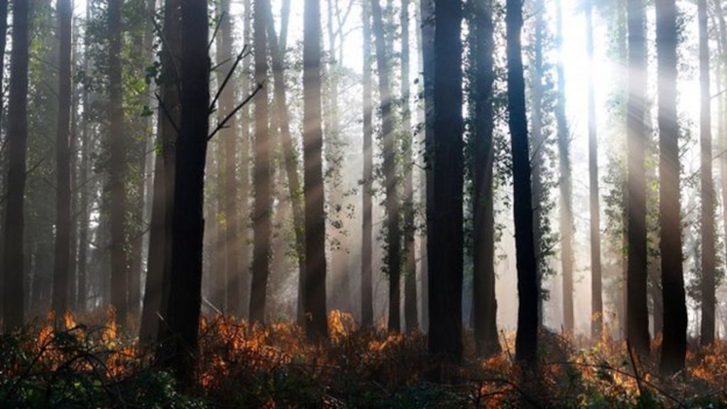 Earth's trees number 'three trillion'
