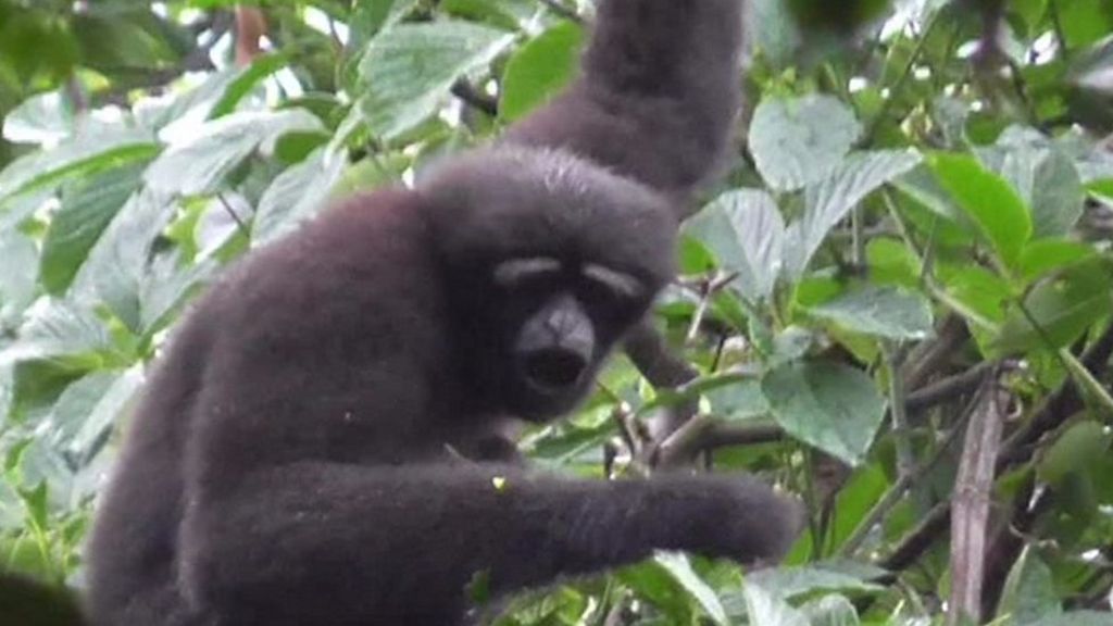 'Star Wars gibbon' is new primate species