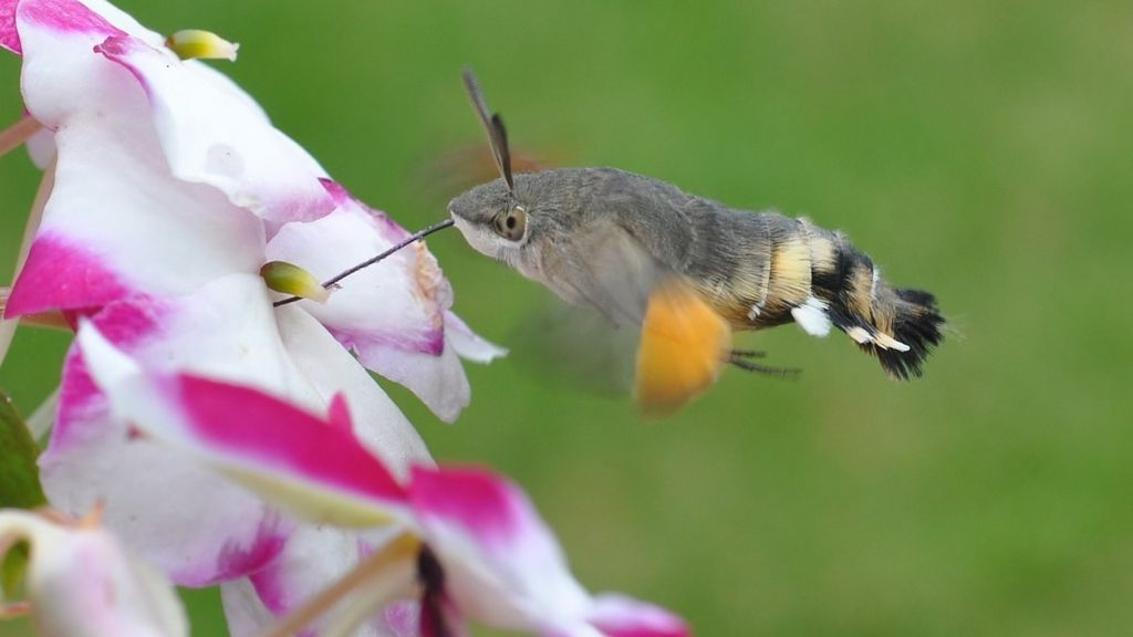 BBC Four - The Swarm