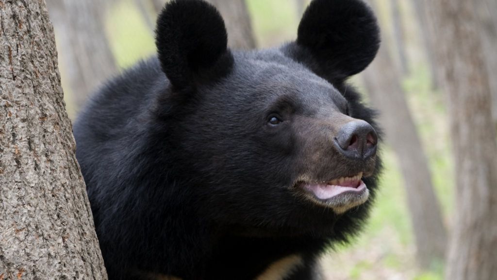 Bears get 'stressed' by drones