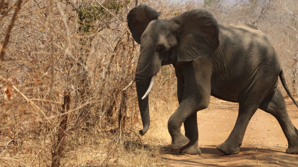 New report confirms grim outlook for elephants