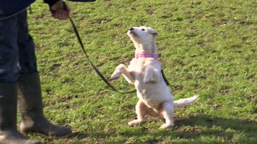 Rescue dog's broken heart set to mend on Valentine's Day thanks to pacemaker