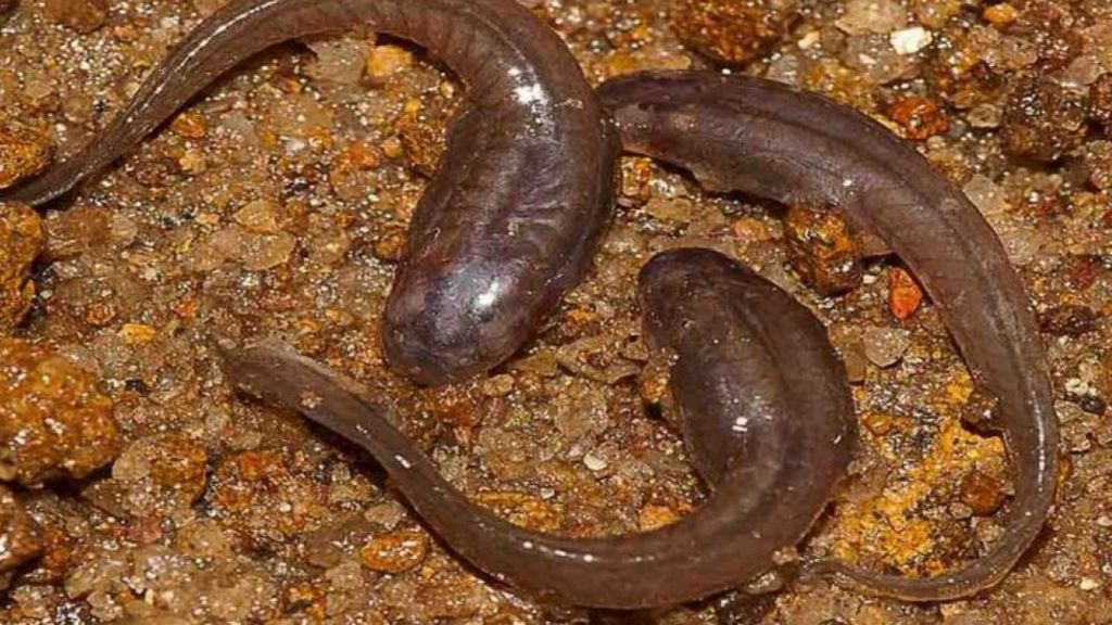'Dancing' tadpoles discovered in India