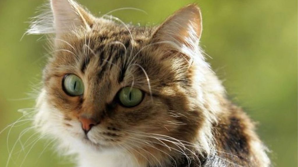 Polish journalist's cat in Russian diplomatic spat BBC News