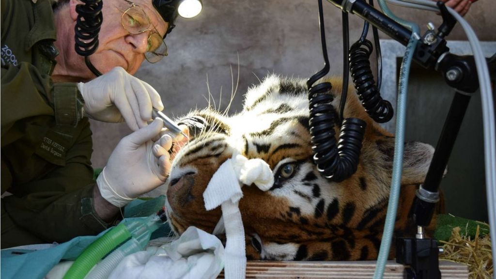 Tiger with toothache trouble treated