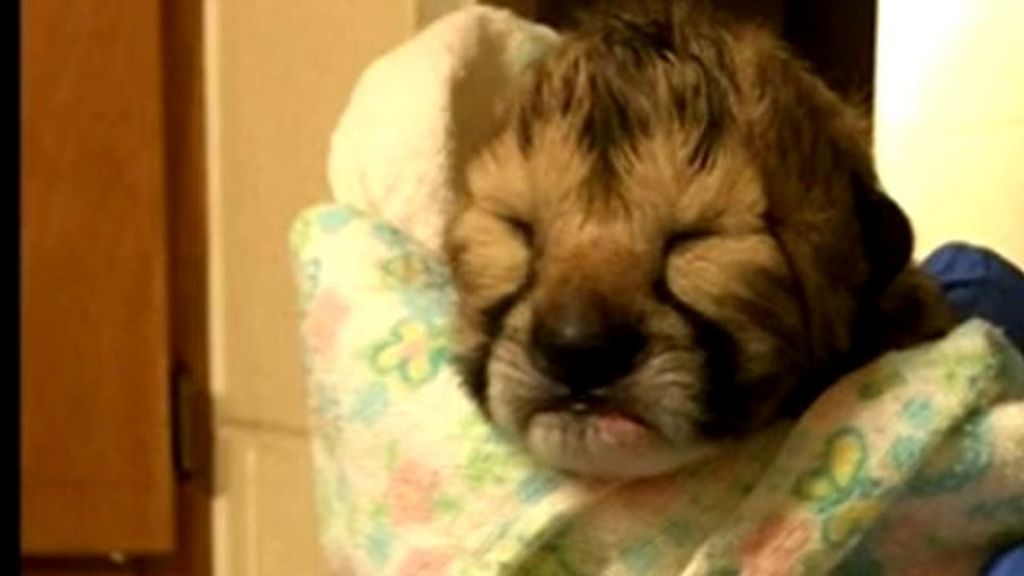 VIDEO: Cheetah cubs born in rare c-section