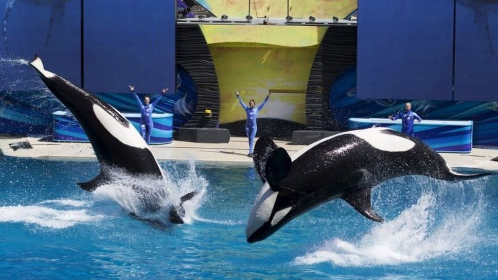 SeaWorld to phase out whale display