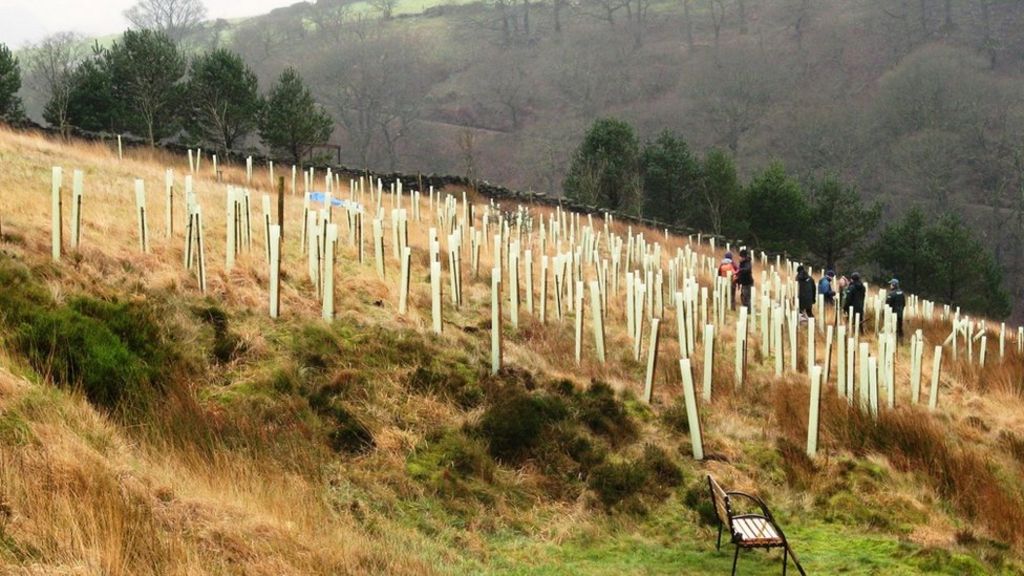 Tree planting 'can reduce flooding'