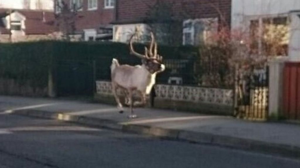 Runaway reindeer flees Tesco
